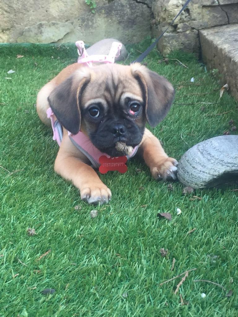 puggle gumtree